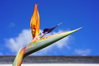 Papier peint  Orange bird of paradise strelitzia flower