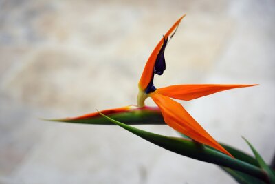 Papier peint  Orange bird of paradise strelitzia flower