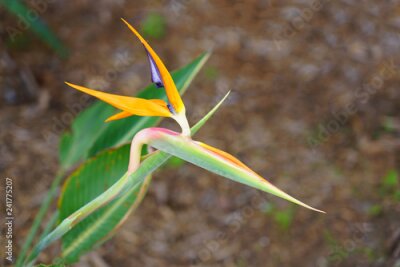 Papier peint  Orange bird of paradise strelitzia flower