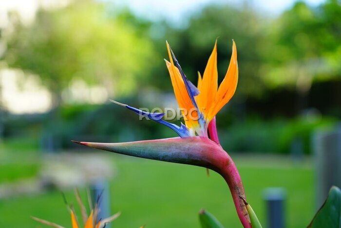 Papier peint  Orange bird of paradise strelitzia flower