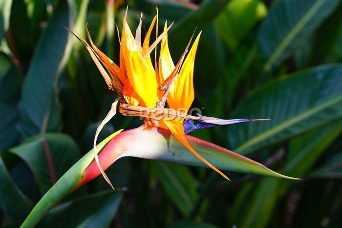 Papier peint  Orange bird of paradise strelitzia flower