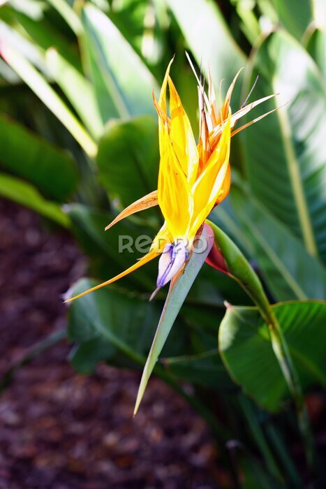 Papier peint  Orange bird of paradise strelitzia flower