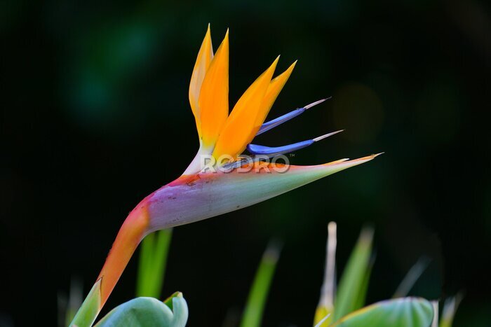Papier peint  Orange bird of paradise strelitzia flower