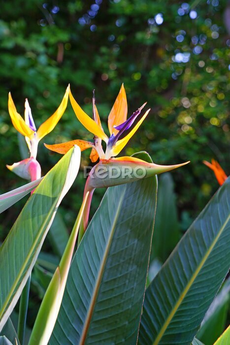 Papier peint  Orange bird of paradise strelitzia flower