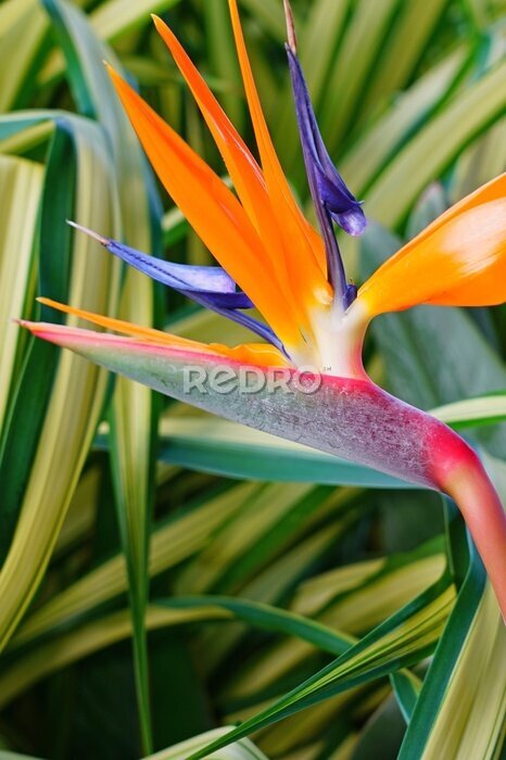 Papier peint  Orange bird of paradise strelitzia flower