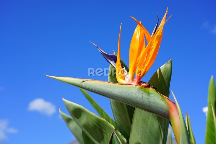 Papier peint  Orange bird of paradise strelitzia flower