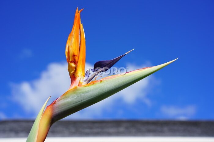 Papier peint  Orange bird of paradise strelitzia flower