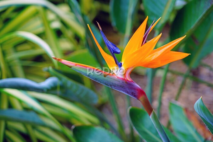 Papier peint  Orange bird of paradise strelitzia flower