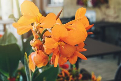 Papier peint  Orange flower Bird of paradise or Strelitzia Reginae blossom on the city streets. Flower blossom on a sunny day. Blossoming flowers in the spring. Close up