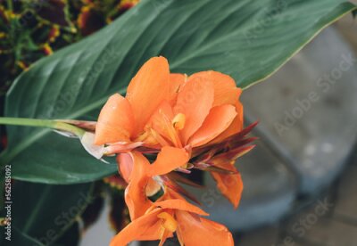 Papier peint  Orange flower Bird of paradise or Strelitzia Reginae blossom on the city streets. Flower blossom on a sunny day. Blossoming flowers in the spring. Close up