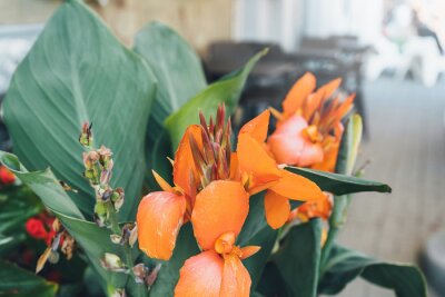 Papier peint  Orange flower Bird of paradise or Strelitzia Reginae blossom on the city streets. Flower blossom on a sunny day. Blossoming flowers in the spring. Close up