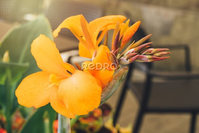 Papier peint  Orange flower Bird of paradise or Strelitzia Reginae blossom on the city streets. Flower blossom on a sunny day. Blossoming flowers in the spring. Close up
