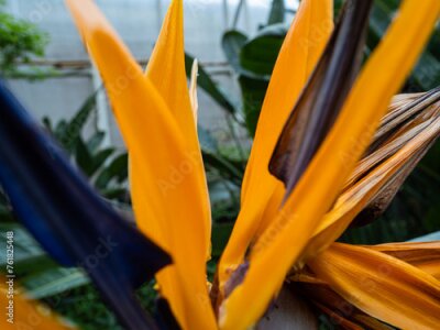 Papier peint  orange flower in the garden, Detail from flower of Strelitzia reginae, also known as the crane flower or bird of paradise.