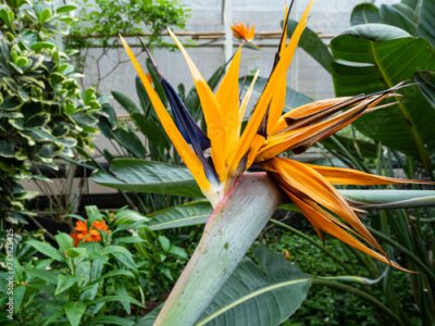 Papier peint  orange flower in the garden, Detail from flower of Strelitzia reginae, also known as the crane flower or bird of paradise.