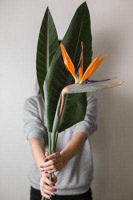 Papier peint  Orange flower of Strelitzia Reginae - bird of paradise, in woman hand. Tropical bud and green leaves. Horizontal photo