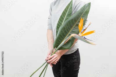 Papier peint  Orange flower of Strelitzia Reginae - bird of paradise, in woman hand. Tropical bud and green leaves. Horizontal photo