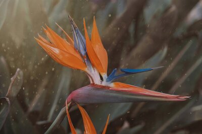 Papier peint  orange flower of strelitzia reginae in a fenced garden in warm sunlight