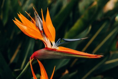 Papier peint  orange flower of strelitzia reginae in a fenced garden in warm sunlight