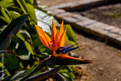 Papier peint  orange flower of strelitzia reginae in a fenced garden in warm sunlight