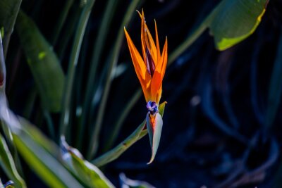 Papier peint  orange flower of strelitzia reginae in a fenced garden in warm sunlight