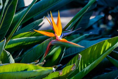 Papier peint  orange flower of strelitzia reginae in a fenced garden in warm sunlight