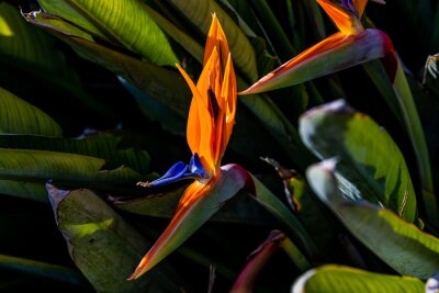 Papier peint  orange flower of strelitzia reginae in a fenced garden in warm sunlight