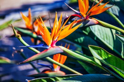 Papier peint  orange flower of strelitzia reginae in a fenced garden in warm sunlight
