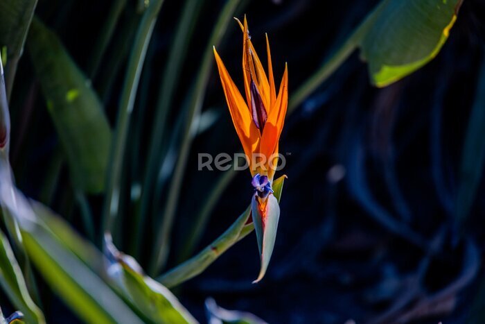 Papier peint  orange flower of strelitzia reginae in a fenced garden in warm sunlight