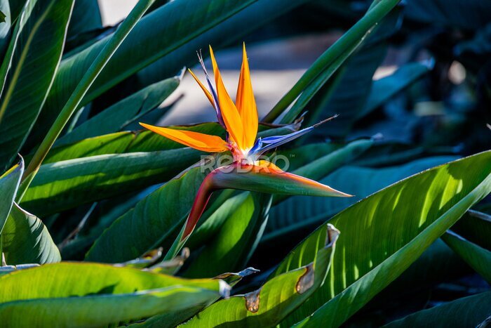 Papier peint  orange flower of strelitzia reginae in a fenced garden in warm sunlight
