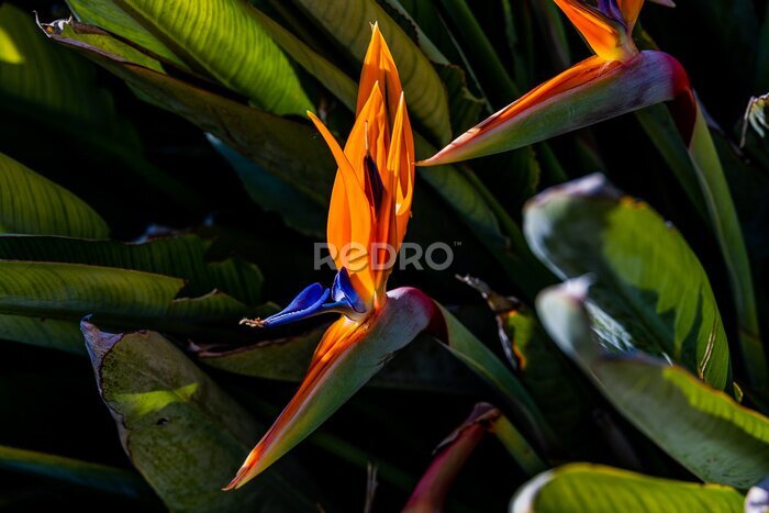 Papier peint  orange flower of strelitzia reginae in a fenced garden in warm sunlight