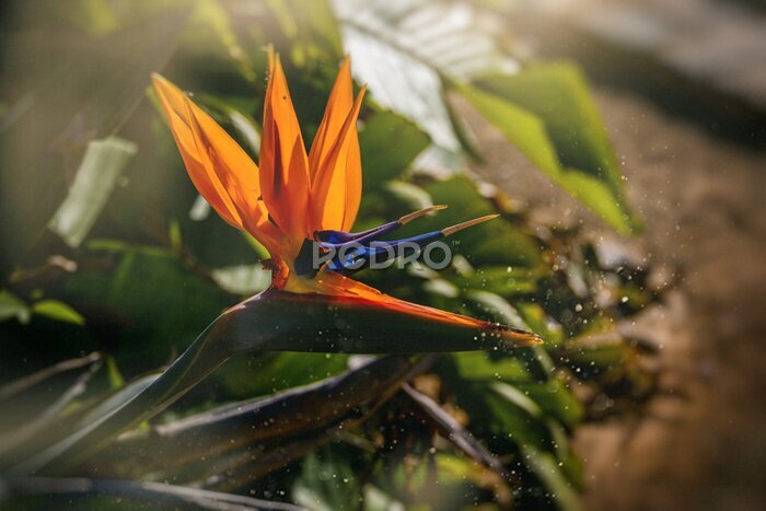 Papier peint  orange flower of strelitzia reginae in a fenced garden in warm sunlight