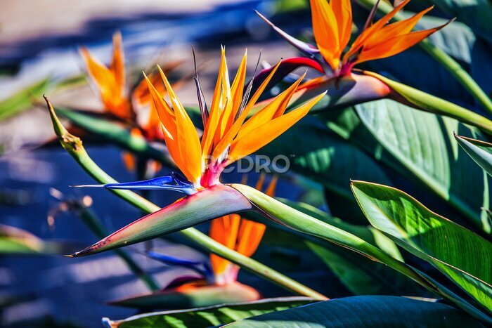 Papier peint  orange flower of strelitzia reginae in a fenced garden in warm sunlight