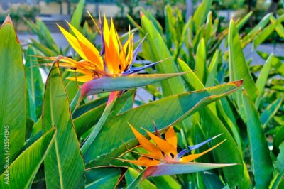 Papier peint  Orange flowers of Strelitzia. Paradise flower with its leaves in background.