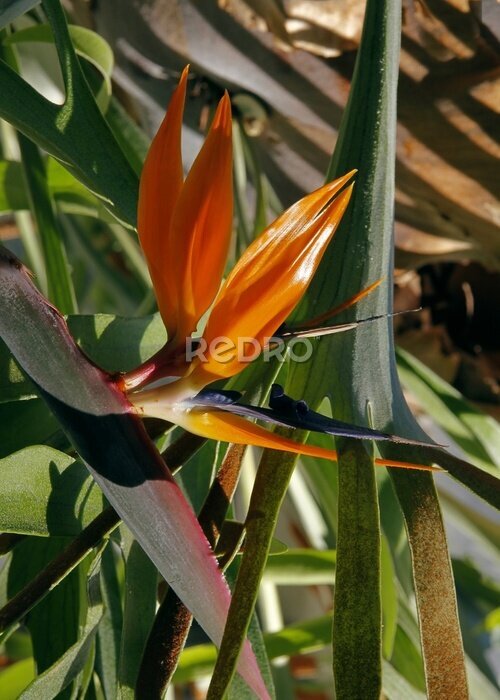 Papier peint  orange flowers of tropical plant Strelitzia reginae 
