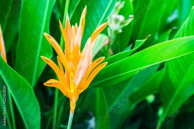 Papier peint  Orange, oiseau, paradis, fleur, fleur, ou, scientifique, nom, strelitzia, reginae, Banques, ex, dryand, vert, feuilles, ensoleillé, jour