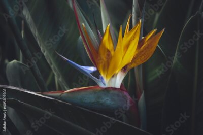 Papier peint  Orange plant Strelitzia on the darkgreen background