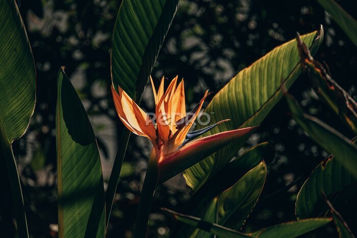 Papier peint  orange regal strelitzia in the garden in the warm rays of the sun