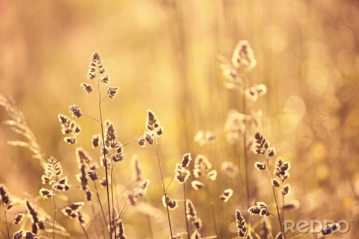 Papier peint  Orange, rouge, couleur, flou, pré, détail, fond, Coucher soleil, lumière Mise au point sélective utilisée.