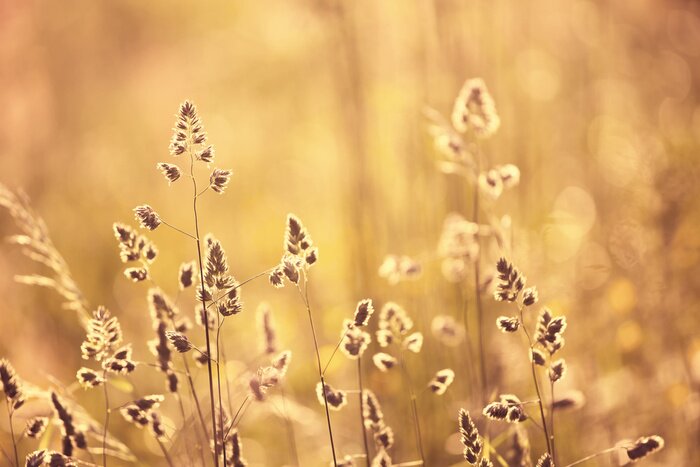 Papier peint  Orange, rouge, couleur, flou, pré, détail, fond, Coucher soleil, lumière Mise au point sélective utilisée.