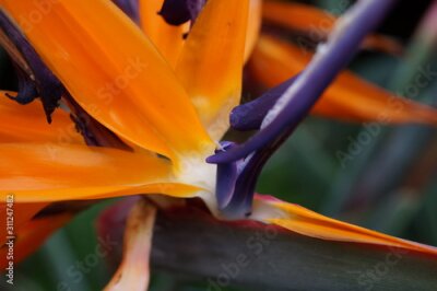 Papier peint  orange strelitzia