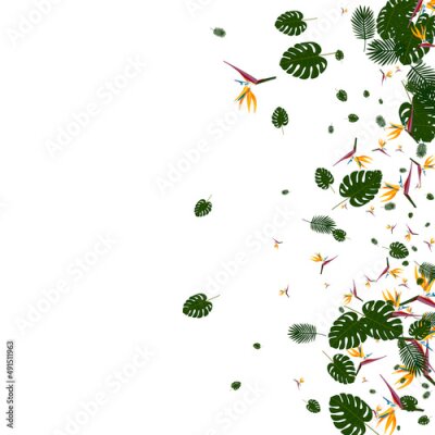 Papier peint  Orange Strelitzia Background White Vector. Leaves Fashion Backdrop. Light Green Flower. Botany Illustration. Pink Graphic Texture.