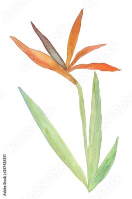 Papier peint  Orange Strelitzia. Bright tropical leaves of saturated green colors and multi-colored flowers of the rainforest. Watercolor hand-drawn illustration