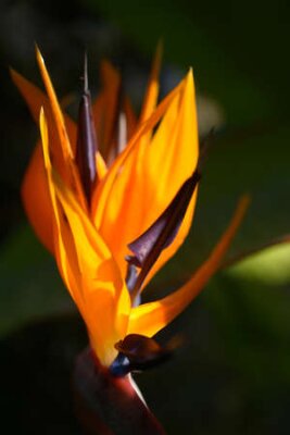 Papier peint  Orange Strelitzia flower in a garden