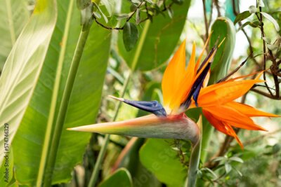 Papier peint  orange strelitzia flower in the garden