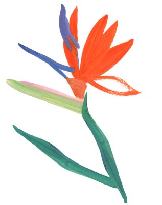 Papier peint  Orange Strelitzia flower royal isolated on white background drawn in gouache for prints and design