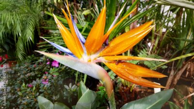Papier peint  Orange Strelitzia Flower.Tropic Flowers Background 