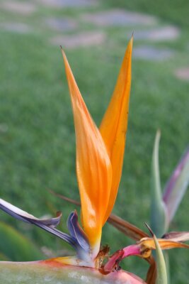 Papier peint  Orange strelitzia flower with green leaves in garden