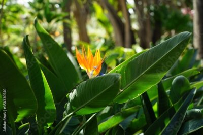 Papier peint  Orange Strelitzia in a botanical garden
