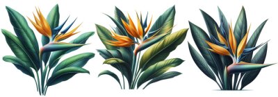 Papier peint  Orange Strelitzia reginae. Red Heliconia bihai. Floral botanical flower. Wild leaf wildflower isolated. Exotic tropical hawaiian jungle. Isolated illustration element.