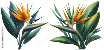Papier peint  Orange Strelitzia reginae. Red Heliconia bihai. Floral botanical flower. Wild leaf wildflower isolated. Exotic tropical hawaiian jungle. Isolated illustration element.